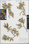 Foto von Salix glauca L.